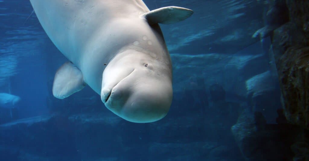 giocoso-baby-beluga