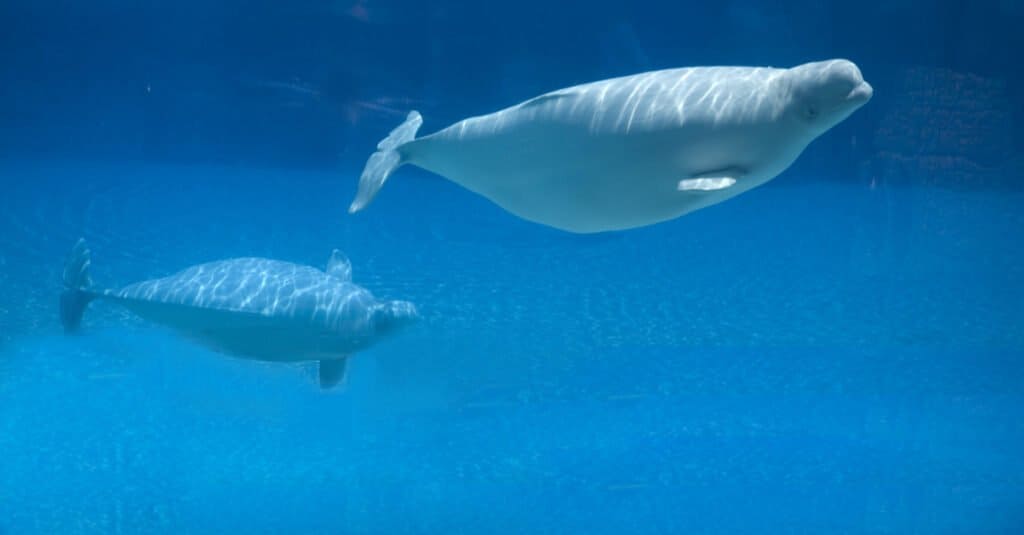 baby-beluga-e-madre