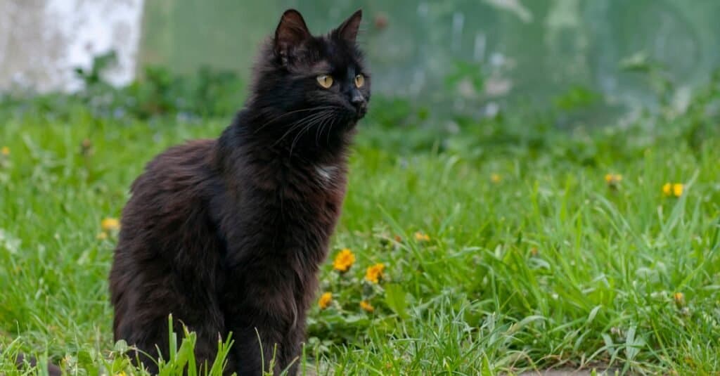 Razze di gatti marroni