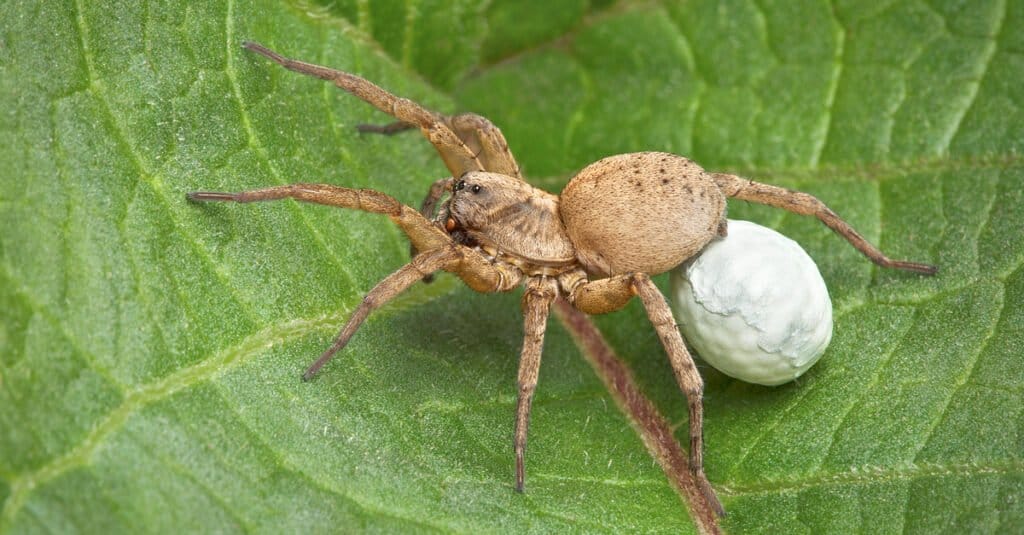 baby-wolf-spider-uovo-sacco