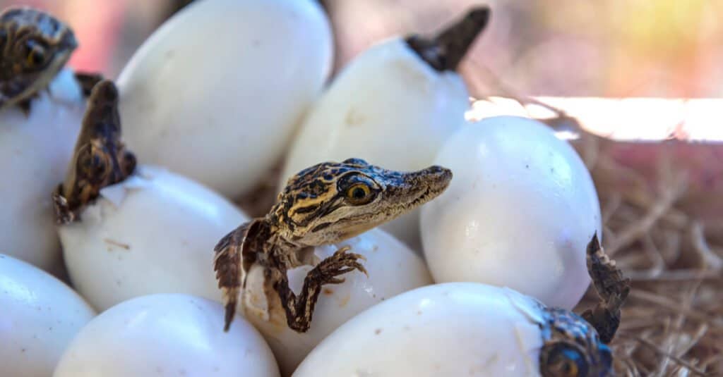 cuccioli di coccodrillo