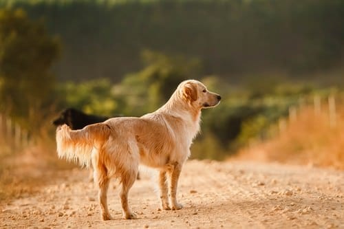 Golden retriever