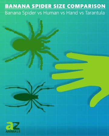 confronto delle dimensioni del ragno banana tarantola della mano umana 