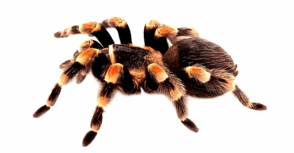 Tarantula rossa messicana del ginocchio isolata su una priorità bassa bianca.