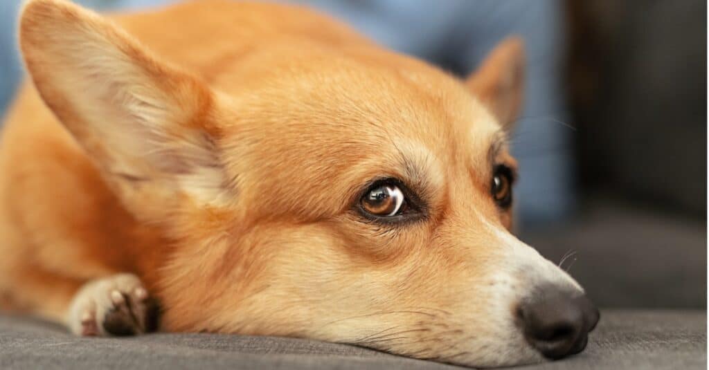 Welsh Corgi che dà l'occhio laterale
