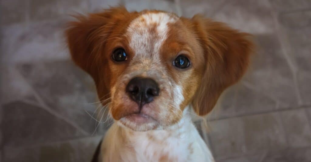 Cucciolo di Brittany Spaniel