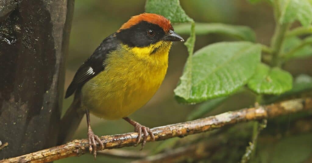 Uccelli dal petto giallo: Pennello dal petto giallo