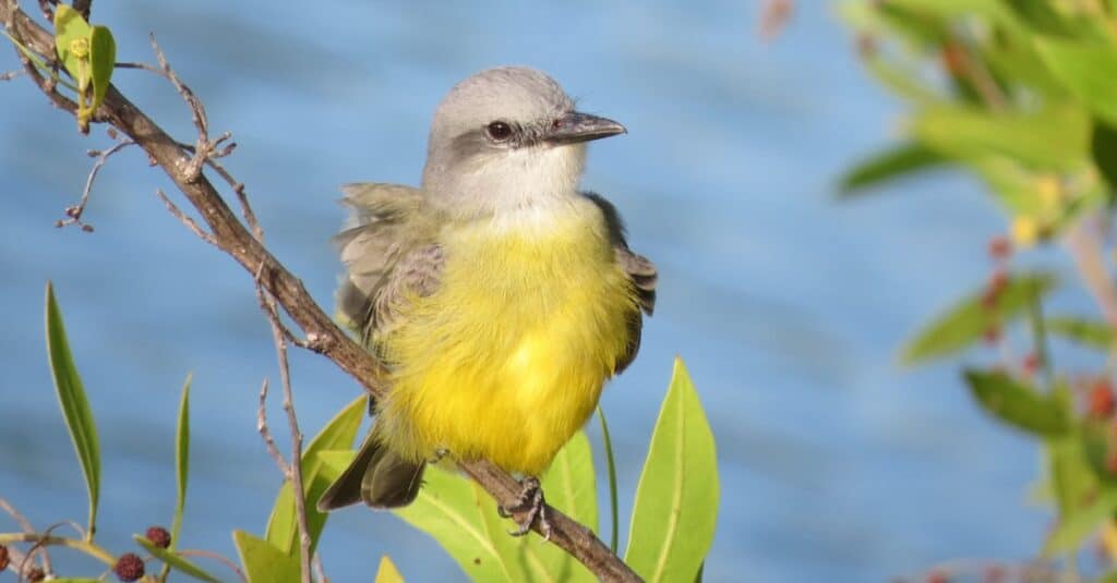 Uccelli dal petto giallo: Couch's Kingbird