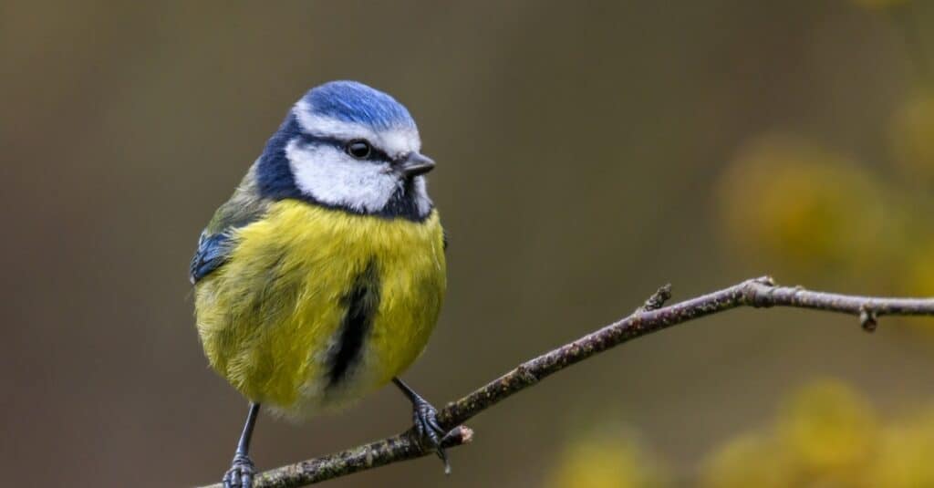 Uccelli dal petto giallo: Cinciarella eurasiatica