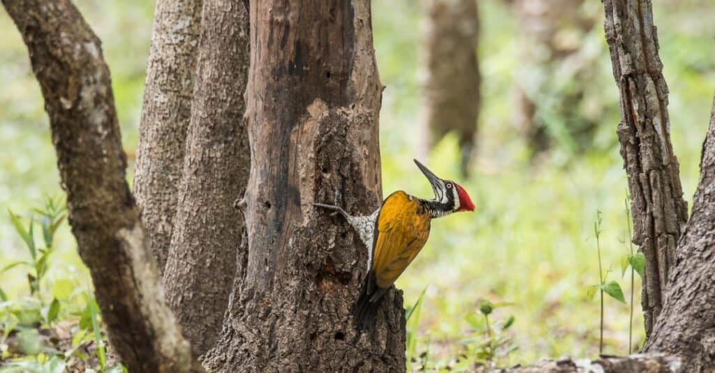 Uccelli con i nomi più belli: Greater Flameback