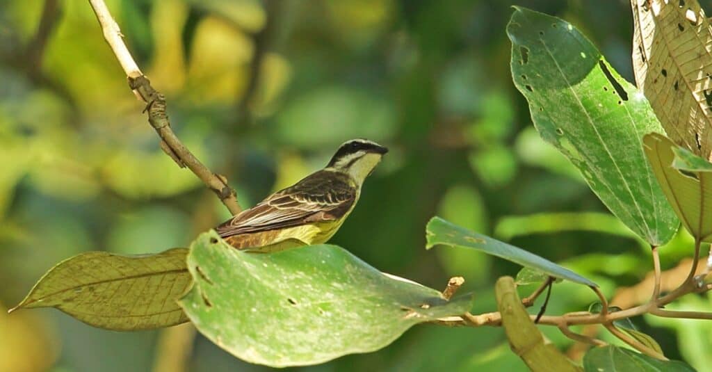 Uccelli dai nomi più fighi: Pigliamosche pirata