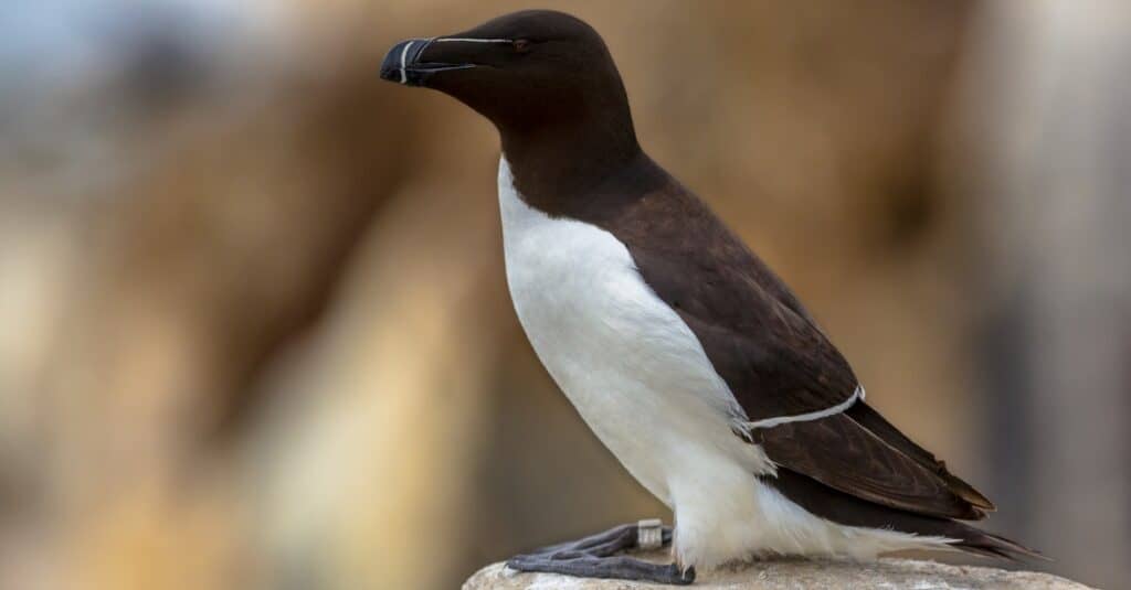 Uccelli che sembrano pinguini: Razorbill