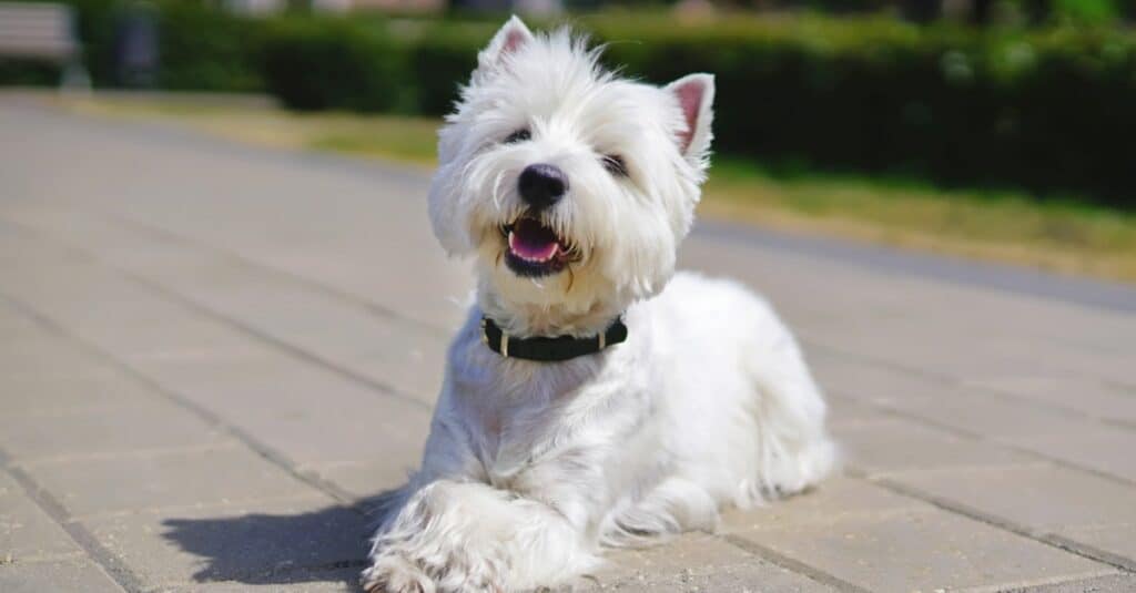West Highland Terrier con taglio di capelli fresco adagiato su finitrici