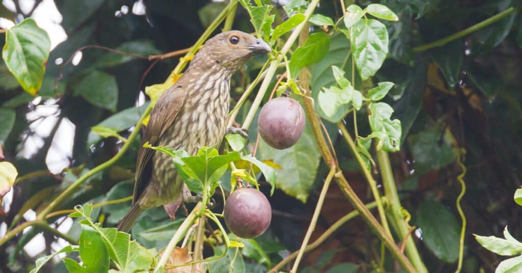 Uccelli con i denti: Bowerbird dal becco a denti
