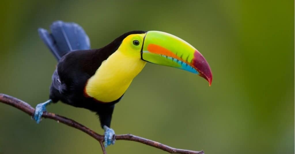 Uccelli-tucano più costosi