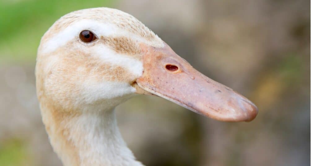 Anatra d'argento Appleyard