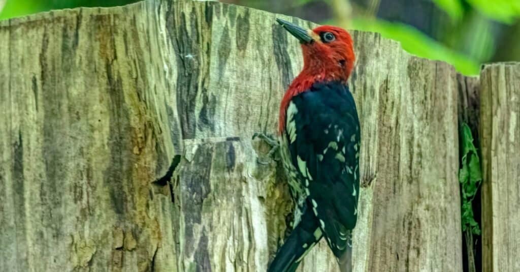 Uccelli dal petto rosso: succhiasangue dal petto rosso