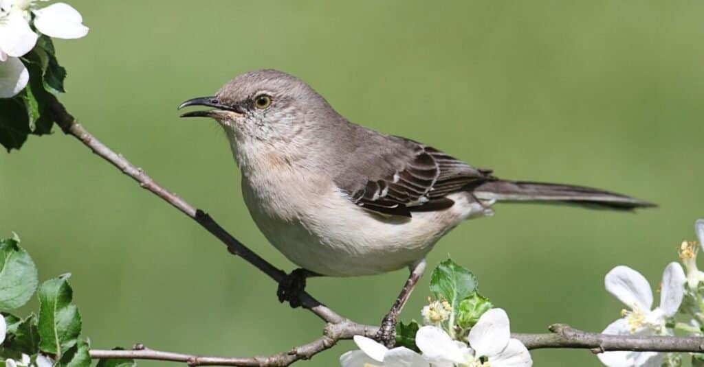 mockingbird settentrionale arroccato da un fiore bianco