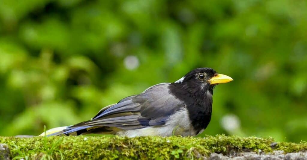 Uccelli che mangiano vespe: gazza dal becco giallo
