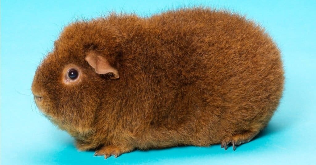 La più grande cavia