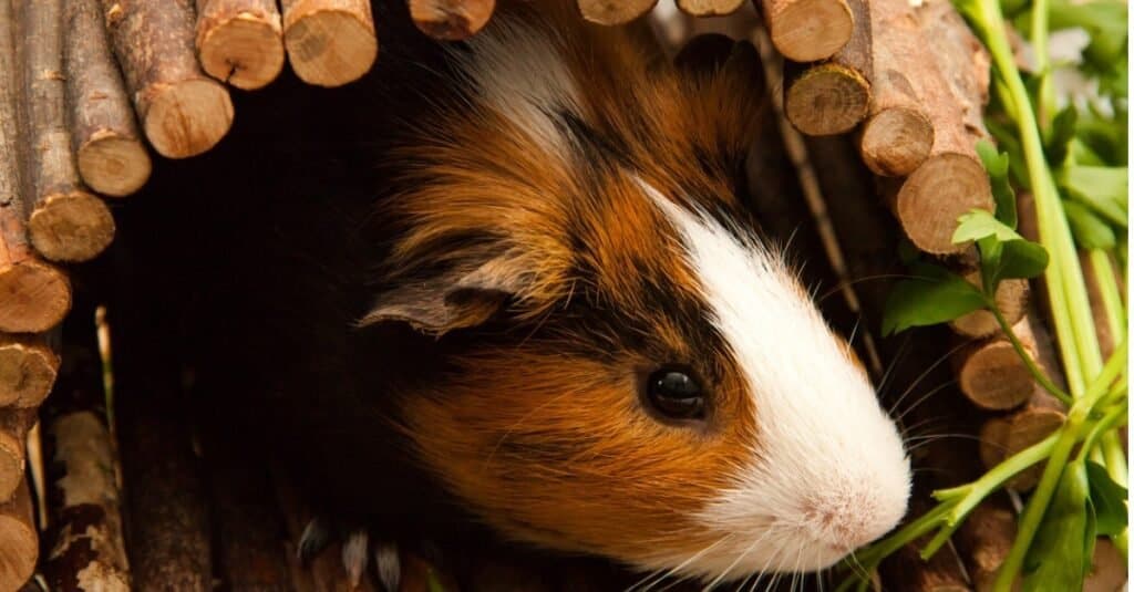 Temperatura della cavia