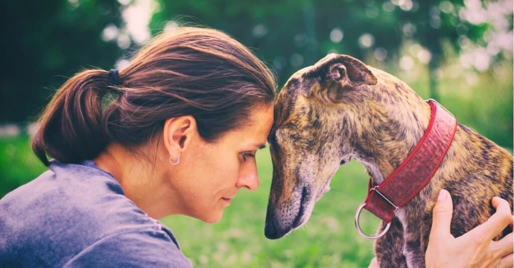 Tipi di cani guida