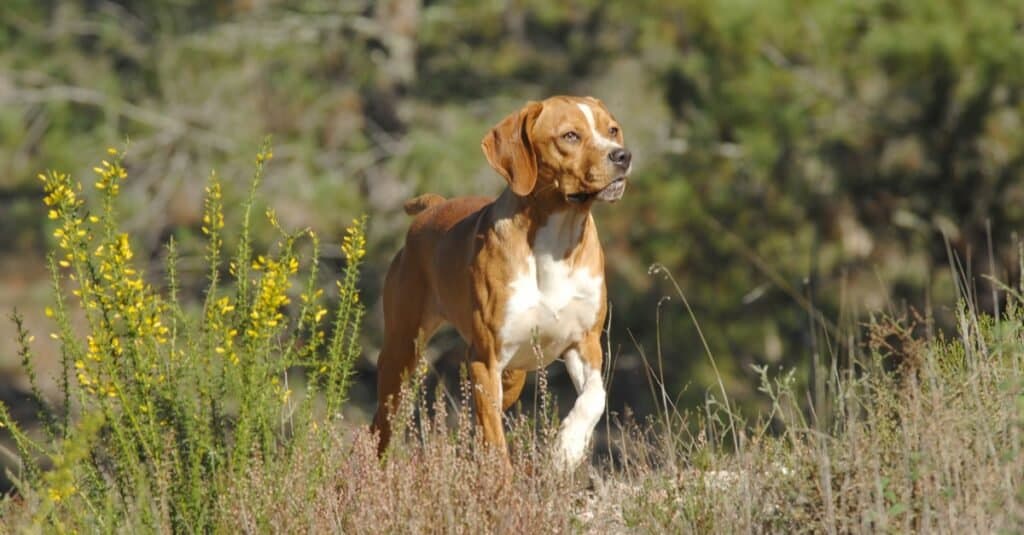 Tipi di cani da punta