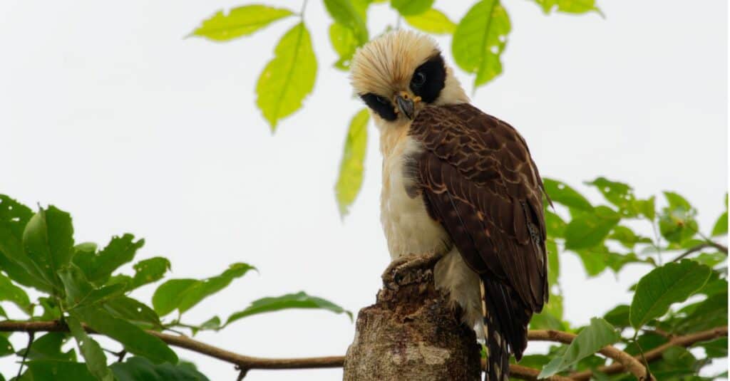 Uccelli che mangiano serpenti: Laughing Falcon