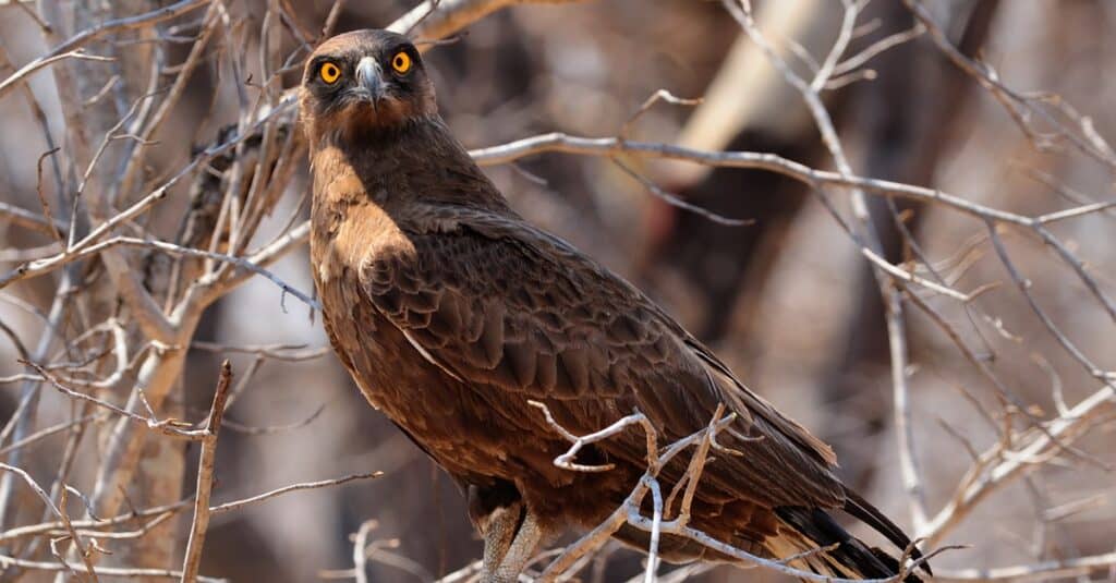 Uccelli che mangiano serpenti: Brown Snake Eagle