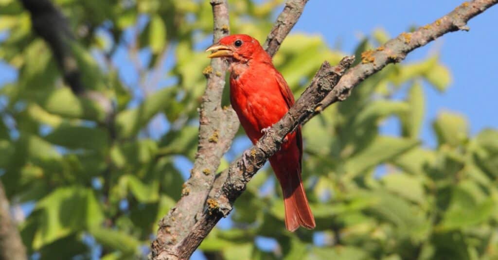 estate tanager arroccato in alto nell'albero