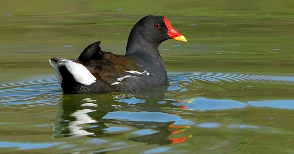 Uccelli che sembrano anatre: Gallinella d'acqua comune