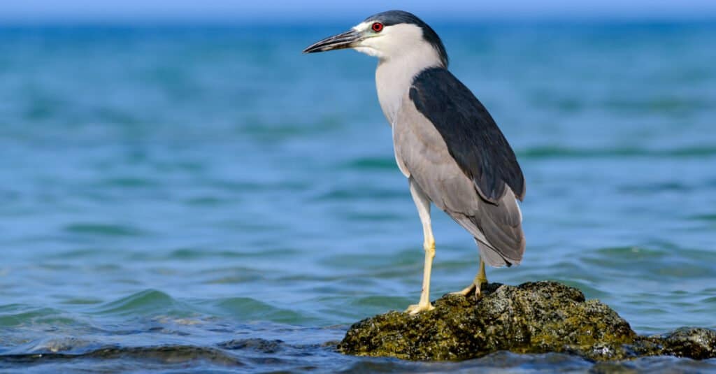 Animali che vivono vicino ai vulcani – Airone dalla testa nera