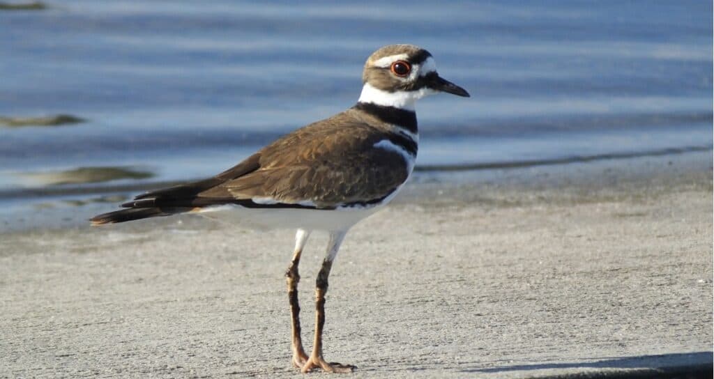 killdeer in piedi sulla spiaggia