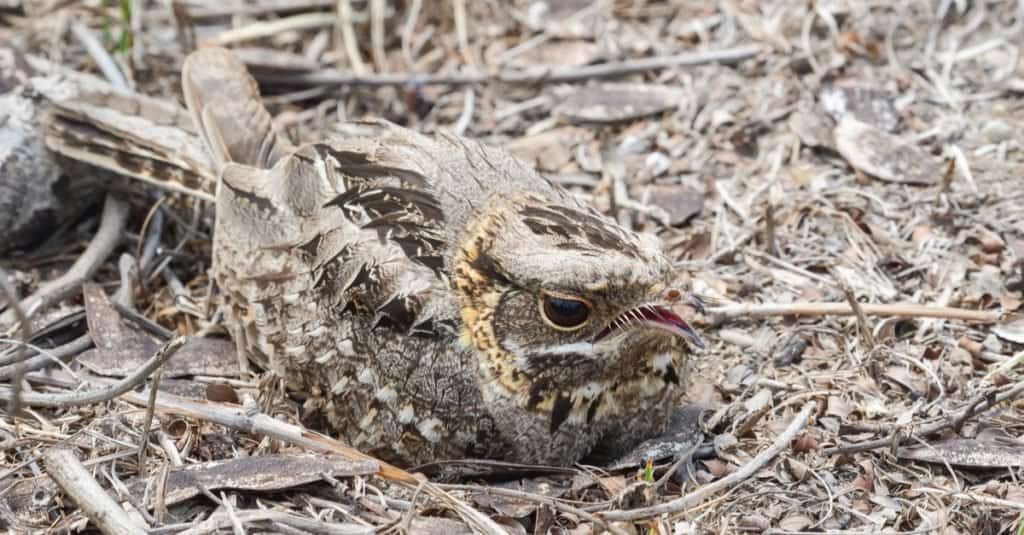 Animali con camuffamento: succiacapre
