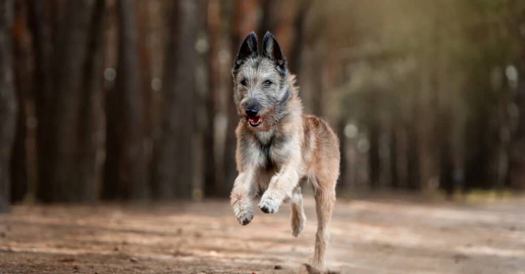 Laekenois che corre nei boschi