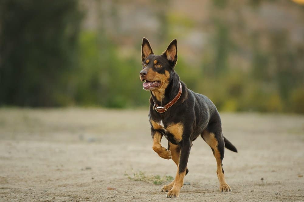 Kelpie australiano 