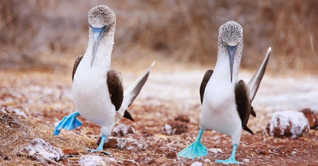 Animali che ballano