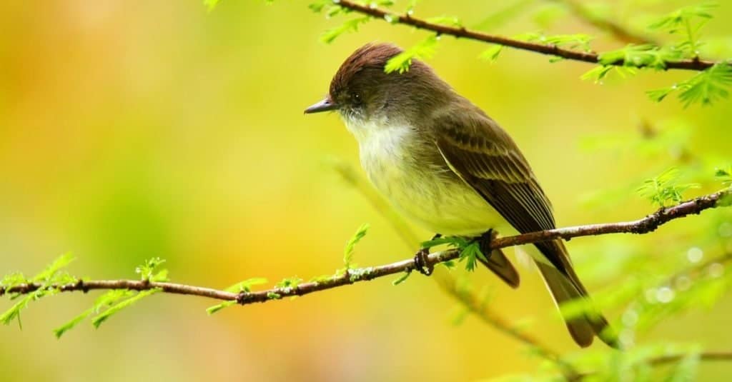 Phoebe orientale (Sayornis phoebe) seduto su un ramo di un albero.