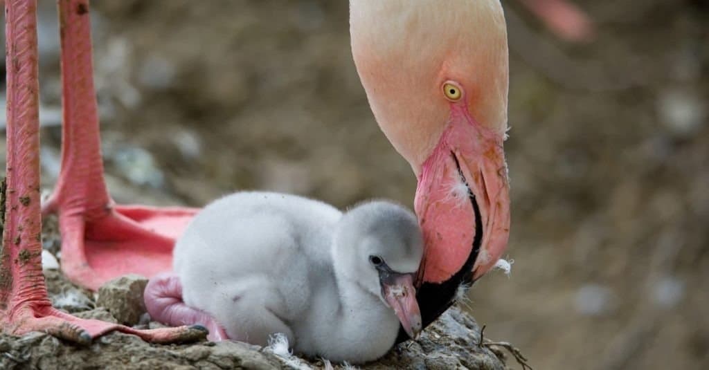 Fenicotteri (Phoenicopteridae) neonato con sua madre.