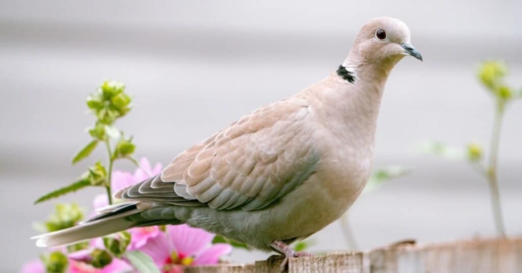 Cosa mangiano le colombe