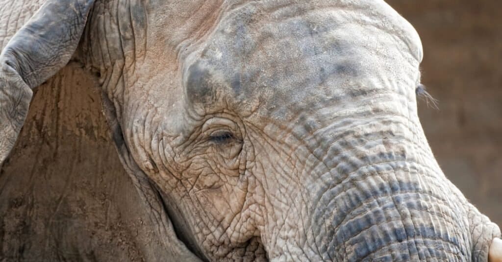 elefante-primo-piano-dormire