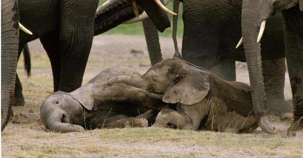 vitello-di-elefante-che-dorme-tra-la-mandria