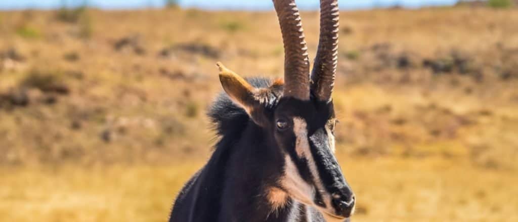 Animali in Angola