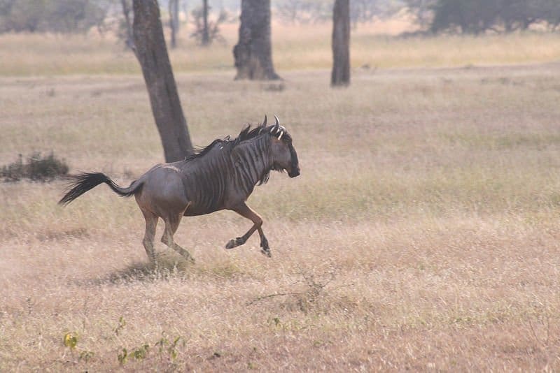 Gnu in esecuzione