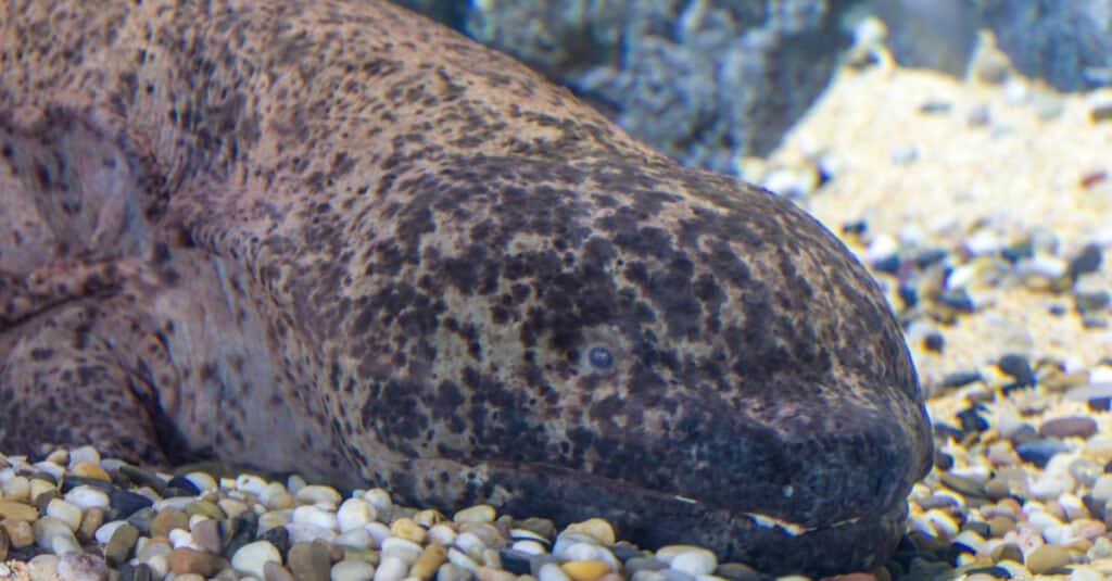 Salamandre più grandi - Salamandra gigante cinese