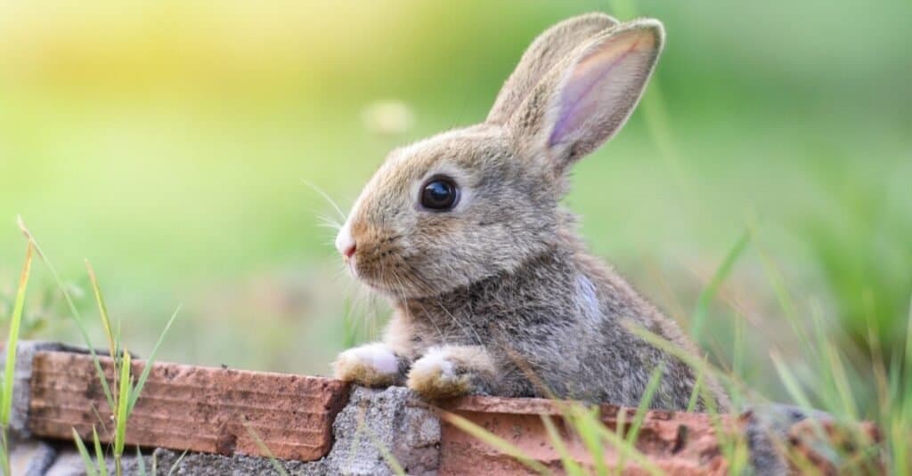 Animali che giocano a conigli morti