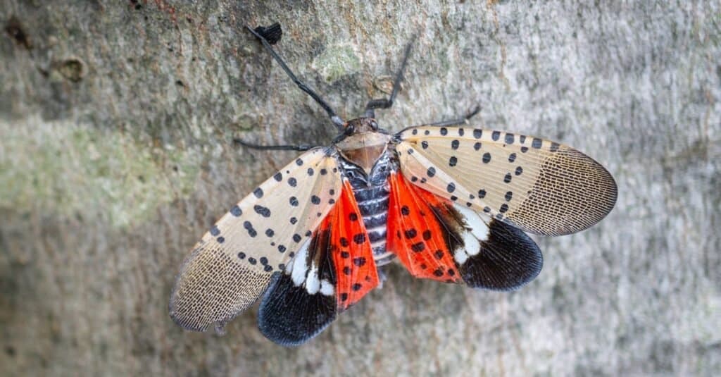 Primo piano adulto di lanternfly maculato in Pennsylvania