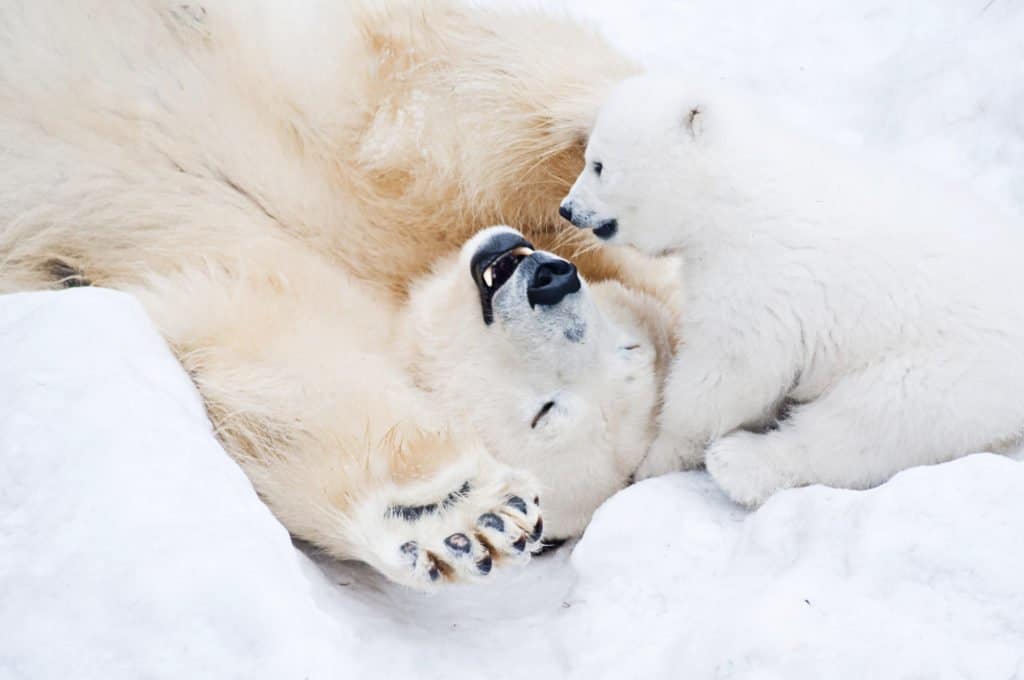 Cucciolo di orso polare