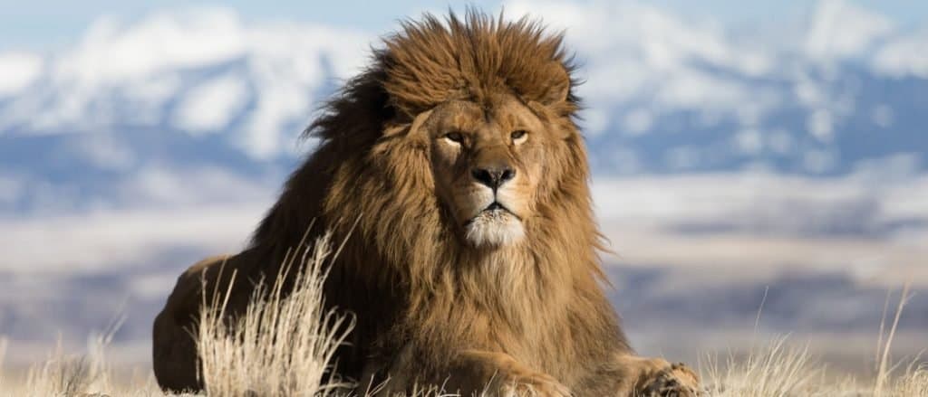 Animali in Marocco