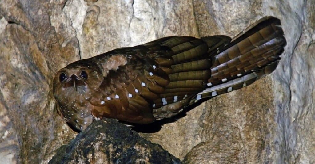 Animali che usano l'ecolocalizzazione Oilbird